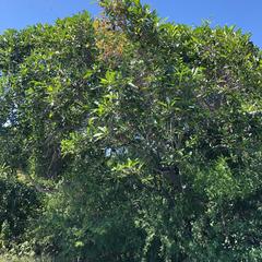 Ficus pertusa