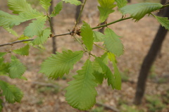 Quercus aliena