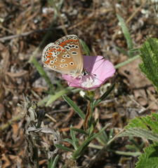 Convolvulus lineatus
