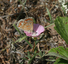 Convolvulus lineatus
