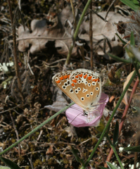Convolvulus lineatus