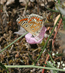 Convolvulus lineatus