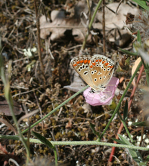 Convolvulus lineatus