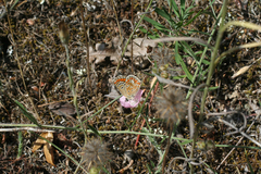 Convolvulus lineatus