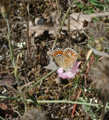 Convolvulus lineatus
