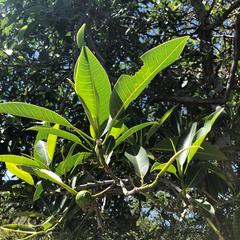 Ficus pertusa