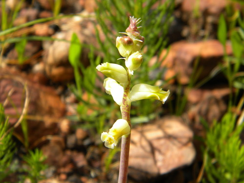 Image of Lachenalia cernua by no rights reserved