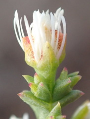 Ruschia tenella