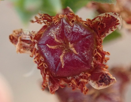 Image of Ruschia tenella by (c) Nicola van Berkel, some rights reserved (CC BY-SA)