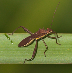 Riptortus linearis
