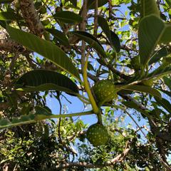 Ficus pertusa