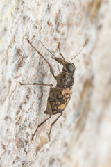 Litocerus