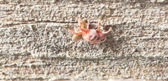 Allothrombium