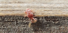 Allothrombium