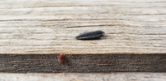 Allothrombium