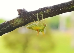 Umbonia crassicornis