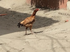 Gallus gallus murghi