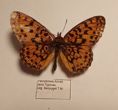 Boloria selenis