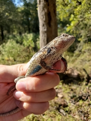 Sceloporus olivaceus