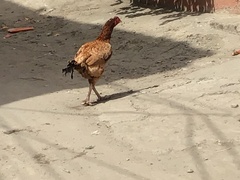 Gallus gallus murghi