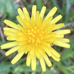 Taraxacum officinale