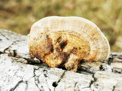 Daedaleopsis confragosa