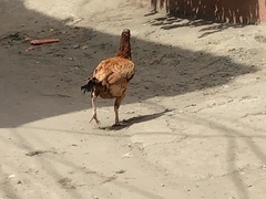 Gallus gallus murghi