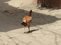 Gallus gallus murghi