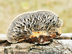 Daedaleopsis confragosa