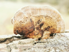 Daedaleopsis confragosa