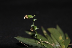 Ornithocephalus gladiatus