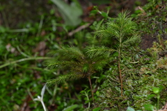 Dendroligotrichum dendroides