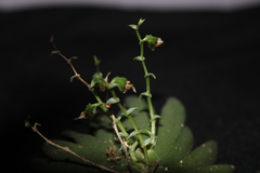 Ornithocephalus gladiatus