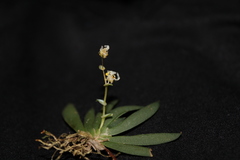 Ornithocephalus gladiatus