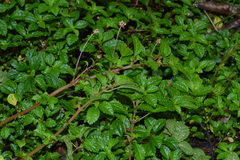 Pilea elliptica