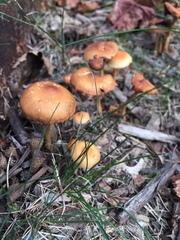 Hypholoma tuberosum