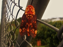 Citheronia equatorialis