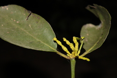 Phoradendron racemosum