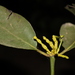 Bigleaf Mistletoe - Photo (c) D.F.Silva, some rights reserved (CC BY-NC), uploaded by D.F.Silva