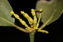 Phoradendron racemosum
