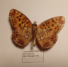 Boloria selenis