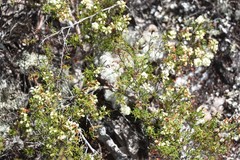 Polygonum dentoceras