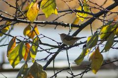Phylloscopus collybita