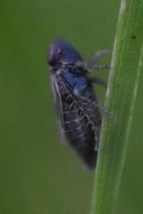 Deltocephalus pulicaris