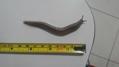 Meghimatium pictum
