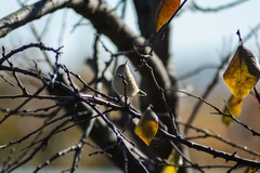 Phylloscopus collybita