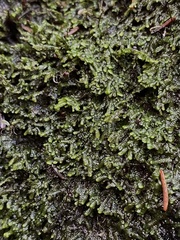 Jubula pennsylvanica