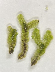 Jubula pennsylvanica