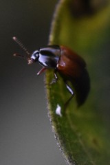 Tachinus fimbriatus