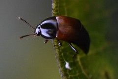 Tachinus fimbriatus